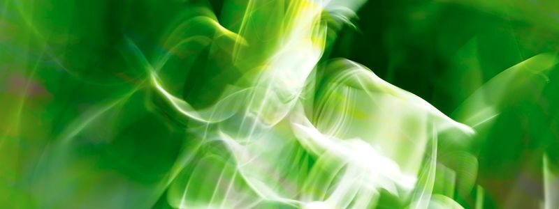 Abstract motion blur of green leaves in a light breeze.